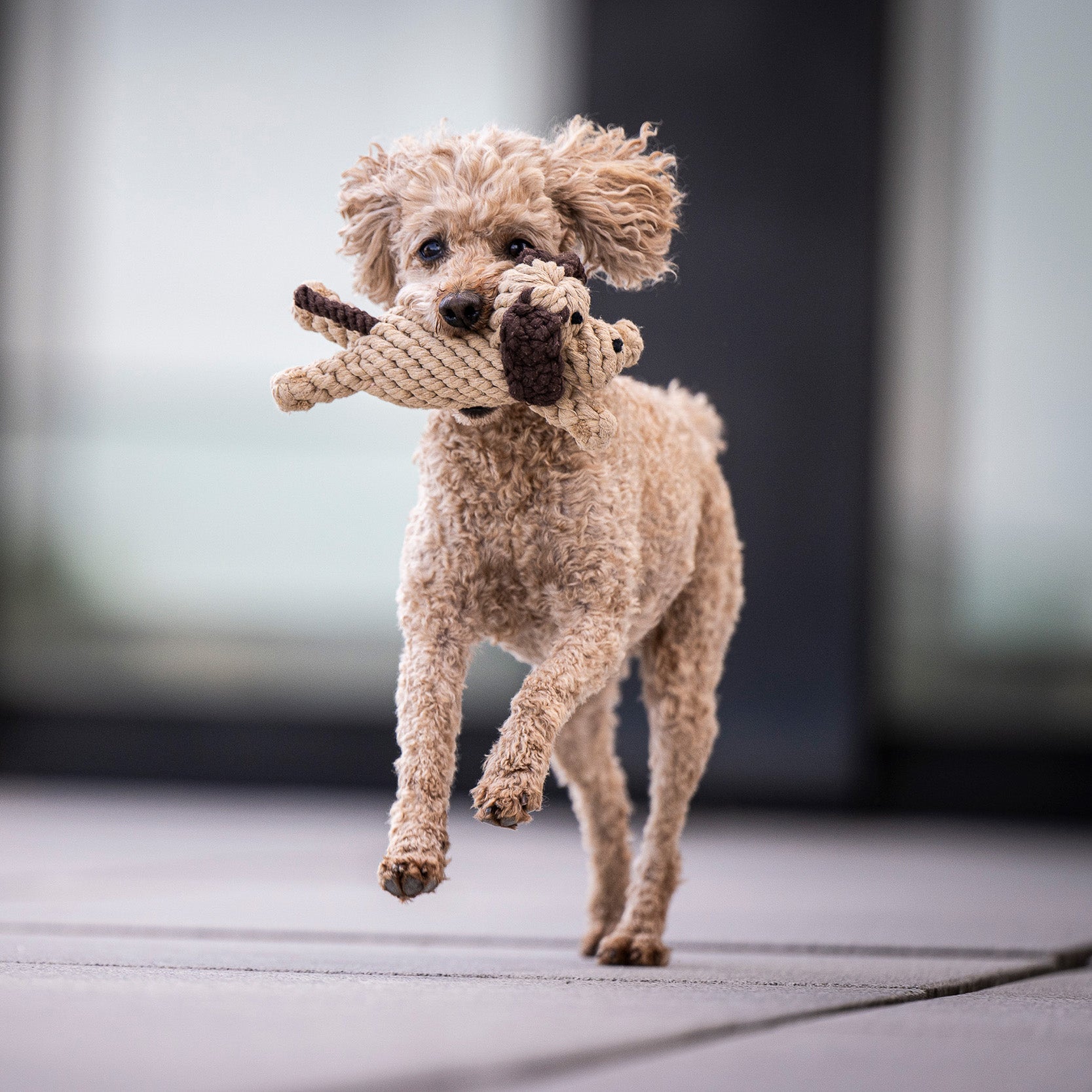 LABONI Doggy Dog — Pure Cotton Rope Dog Toy