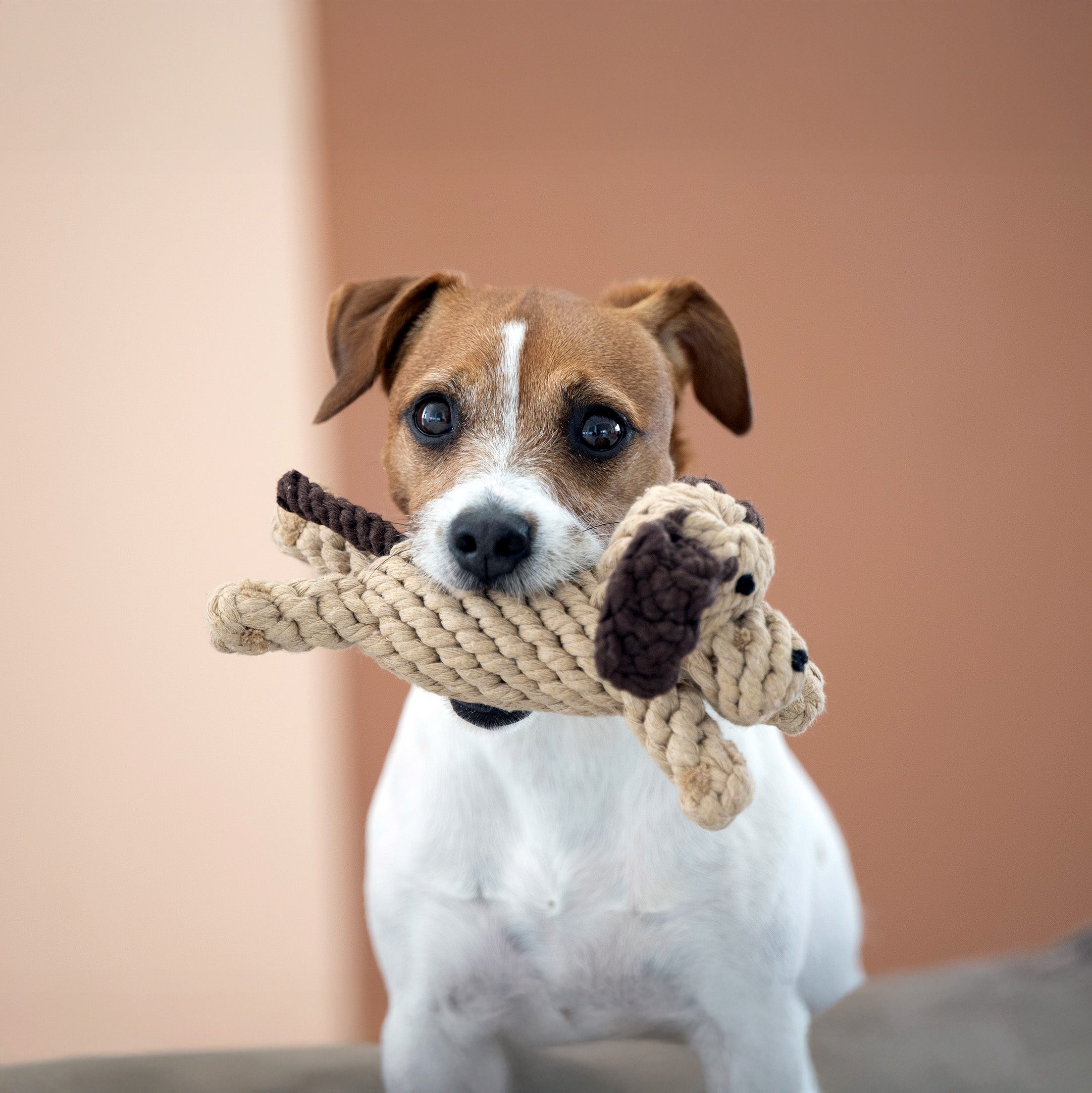 LABONI Doggy Dog — Pure Cotton Rope Dog Toy