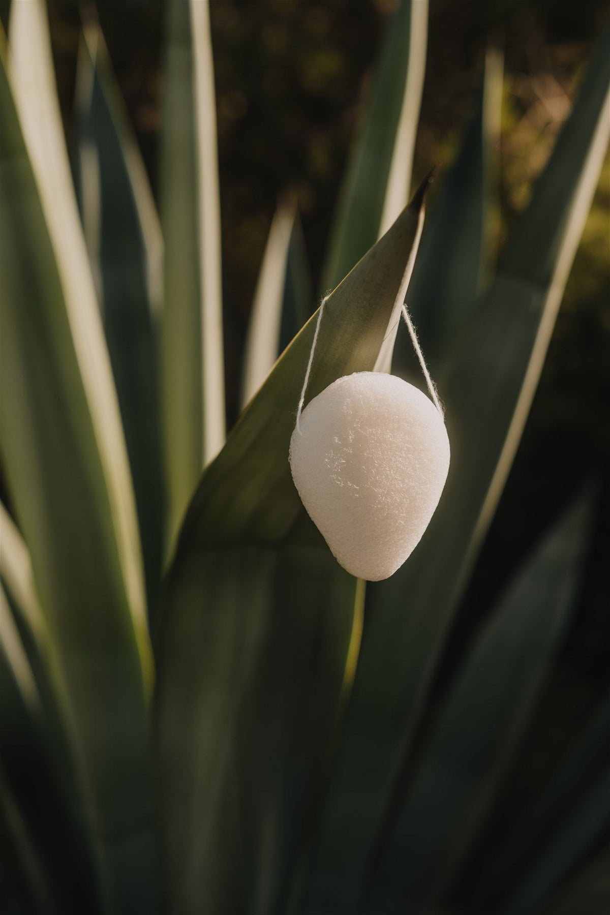 Azur Konjac Facial Sponge — detail and use