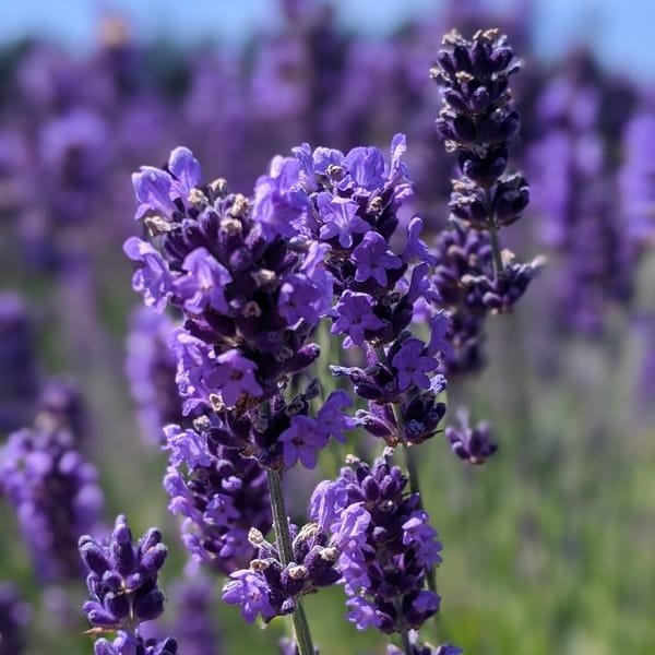 Lavender Scent
